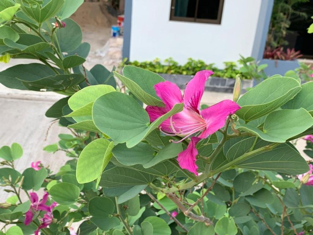 Nangrong Garden Home المظهر الخارجي الصورة